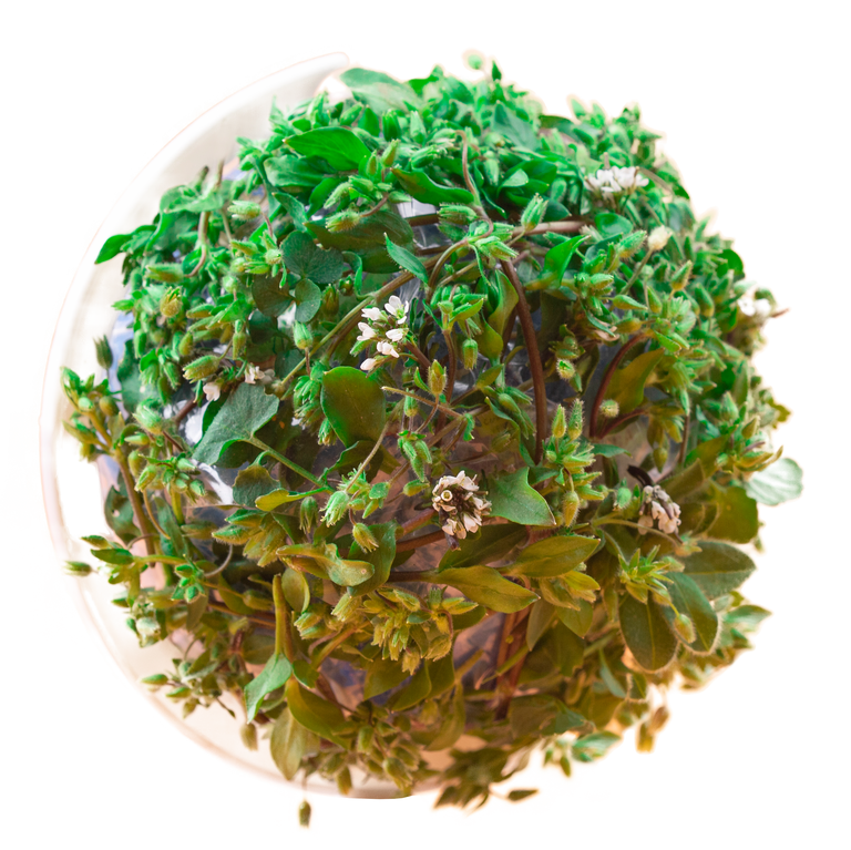 2019 winter women's wool coat lapel black dark blue long section listing